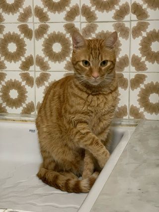 Servicios de cuidados y paseos de mascotas