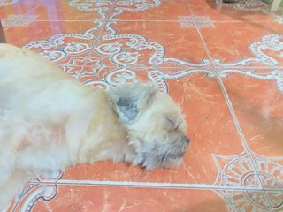 Servicios de cuidados y paseos de mascotas