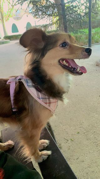 Servicios de cuidados y paseos de mascotas