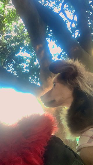 Servicios de cuidados y paseos de mascotas