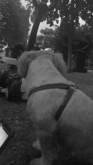 Servicios de cuidados y paseos de mascotas