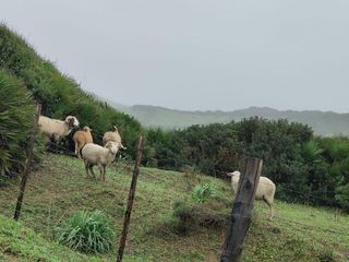 Terreno en venta en Tarifa