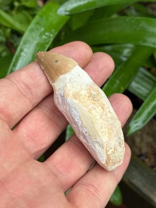 Diente Fósil Real Mosasaurio