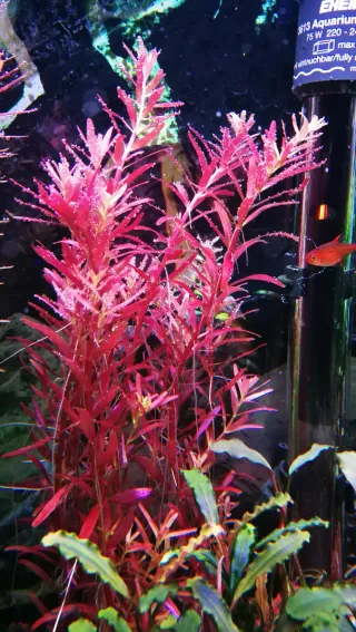 Rotala Blood Red SG (variante rara)