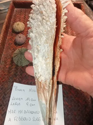 Pinna Nobilis Rudis e Ricci di Mare bivalva gigant