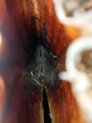 Pinna Nobilis Rudis e Ricci di Mare bivalva gigant