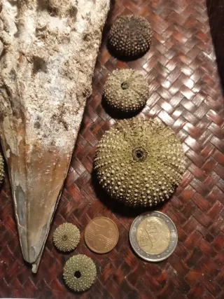 Pinna Nobilis Rudis e Ricci di Mare bivalva gigant