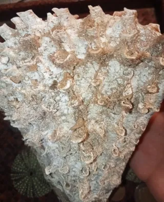 Pinna Nobilis Rudis e Ricci di Mare bivalva gigant