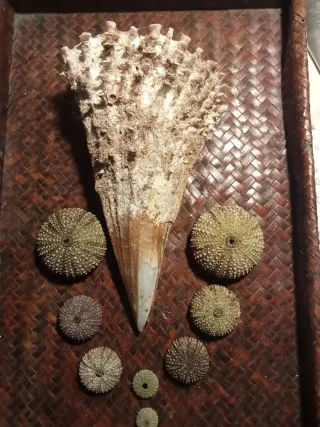 Pinna Nobilis Rudis e Ricci di Mare bivalva gigant