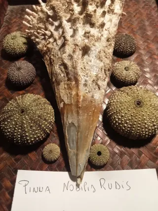 Pinna Nobilis Rudis e Ricci di Mare bivalva gigant