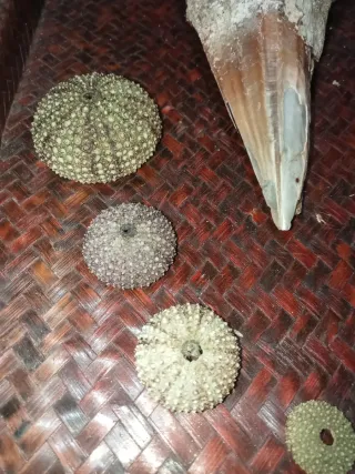 Pinna Nobilis Rudis e Ricci di Mare bivalva gigant