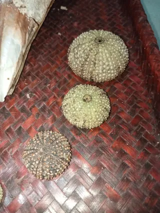 Pinna Nobilis Rudis e Ricci di Mare bivalva gigant