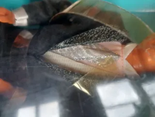 Set regalo Barbie Matrimonio Midge anni '90 vintage