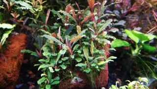 Bucephalandra Velvet Tricolor (Planta Acuario)