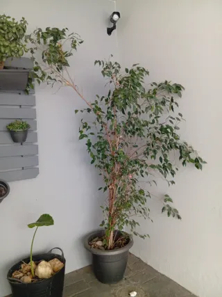 Ficus Benjamina