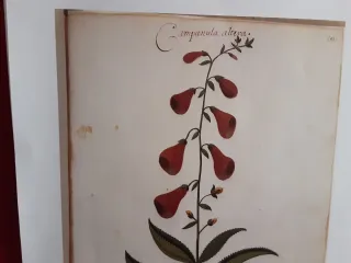 LÁMINA ATLAS NATURAL S.XVI FELIPE II