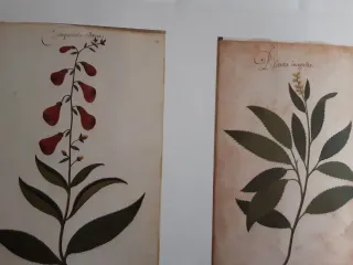 LÁMINA ATLAS NATURAL S.XVI FELIPE II