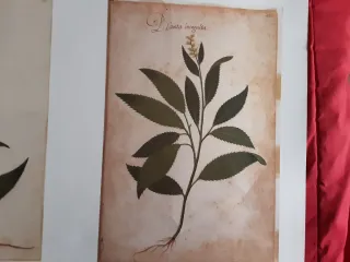 LÁMINA ATLAS NATURAL S.XVI FELIPE II