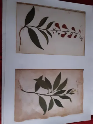 LÁMINA ATLAS NATURAL S.XVI FELIPE II