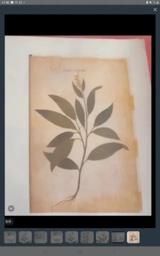 LÁMINA ATLAS NATURAL S.XVI FELIPE II