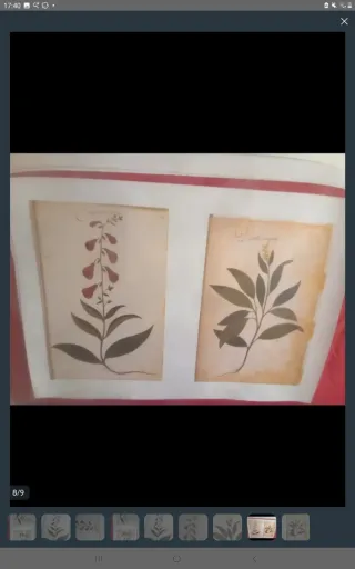 LÁMINA ATLAS NATURAL S.XVI FELIPE II