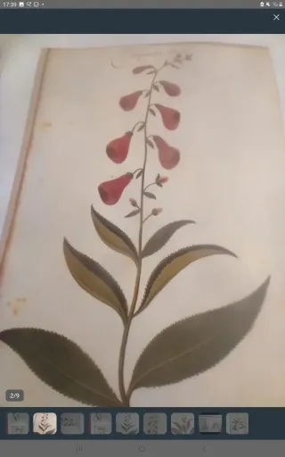 LÁMINA ATLAS NATURAL S.XVI FELIPE II