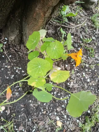 Planta natural Nasturtium