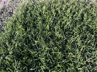 Cesped artificial reciclado