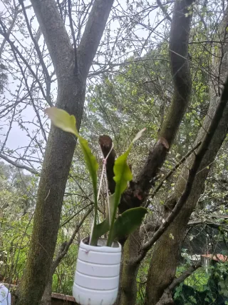 Planta natural colgante