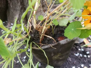Planta de Nasturtium