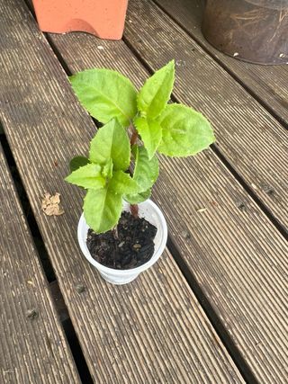 Plantas de Fucsia Magellanica