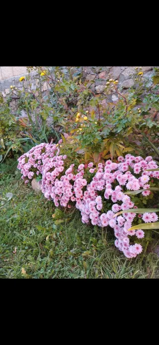 Planta Crisantemos Coreanos Rosas