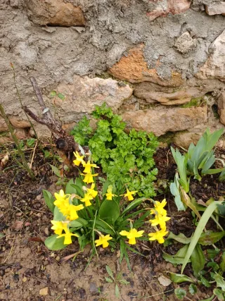 Planta Crisantemos Coreanos Rosas