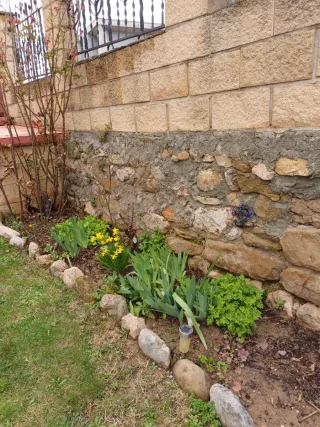 Planta Crisantemos Coreanos Rosas