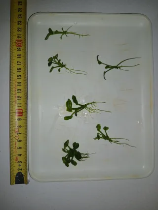 Anubia Nana Mini - Planta Acuario