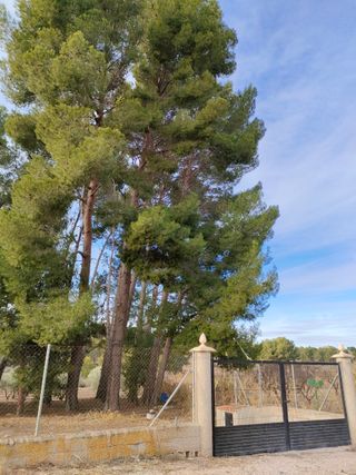 Ideal inversor. Finca en Sax, Alicante con naves.