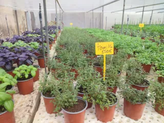 Plantas Aromáticas en maceta