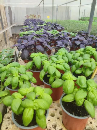 Plantas Aromáticas en maceta