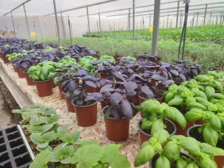 Plantas Aromáticas en maceta