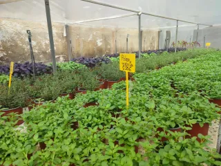 Plantas Aromáticas en maceta