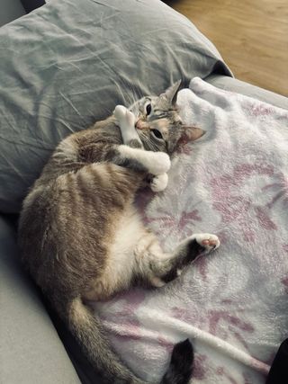 cuidadora de animales