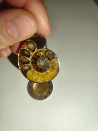 Colgante Amonites Natural