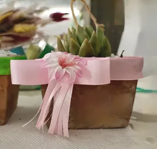 Set 4 Piante grasse in vasi decorati