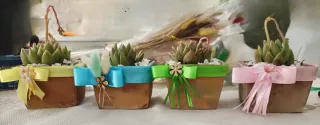 Set 4 Piante grasse in vasi decorati