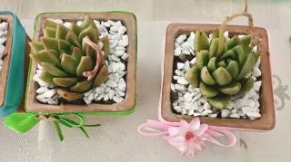 Set 4 Piante grasse in vasi decorati