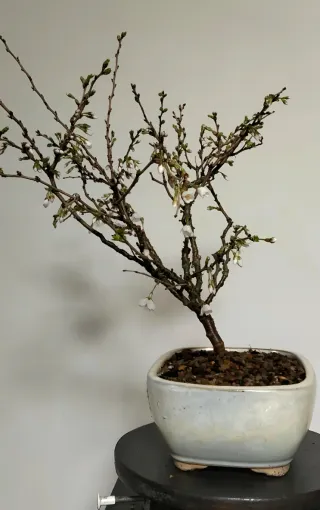 Bonsái cerezo japonés Sakura – Prunus Kojo-no-mai