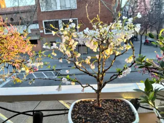 Bonsái cerezo japonés Sakura – Prunus Kojo-no-mai