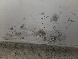 Servicios de pintura y humedades