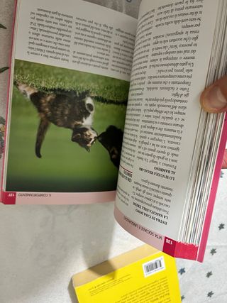 Guida al gatto comune - Rita Mabel Schiavo. Nuovo