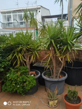 Planta Juca Grande 3mts de altura Diámetro 75 cm